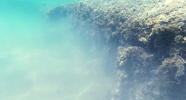 DENİZ ÇAYIRLARI ZARAR GÖRDÜ