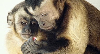 Adaletsiz Dağıtım Karşısında Maymun Tepkisi